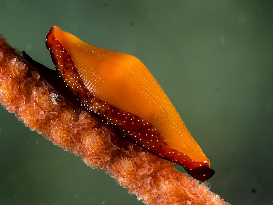 Aclyvolva lanceolata